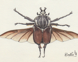 Plume, encre et aquarelle. 13 x 22 cm.