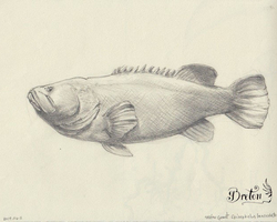 Graphite sur papier beige