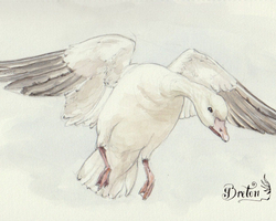 Aquarelle dans un carnet. 6 x 8.5 po.